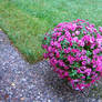 Stock Flowers