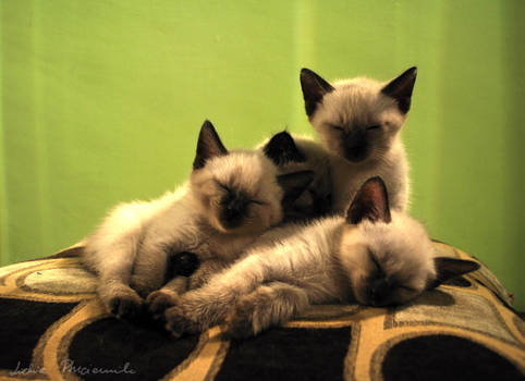 three-or four-sleeping kittens