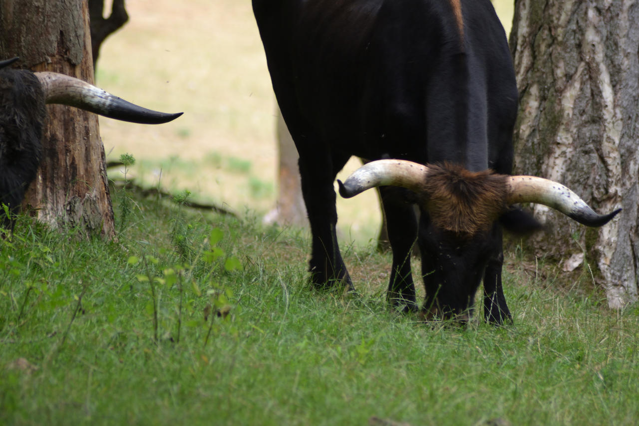 Heck Cattle 2 by DrAlbertHoffstein on DeviantArt