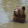 Brown Bear 4