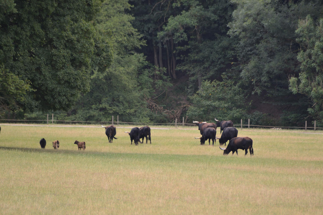 Heck Cattle 4 by DrAlbertHoffstein on DeviantArt