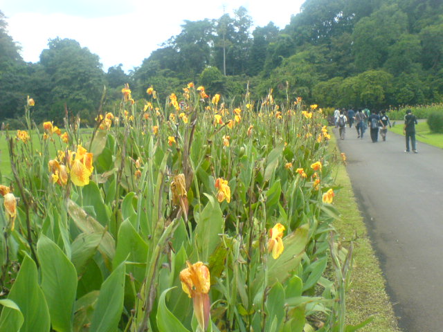 Bogor Botanical Garden