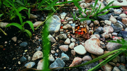 Photo: Dead Butterfly