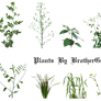 Some PNG plants
