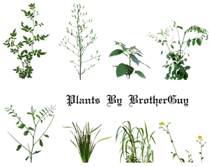 Some PNG plants