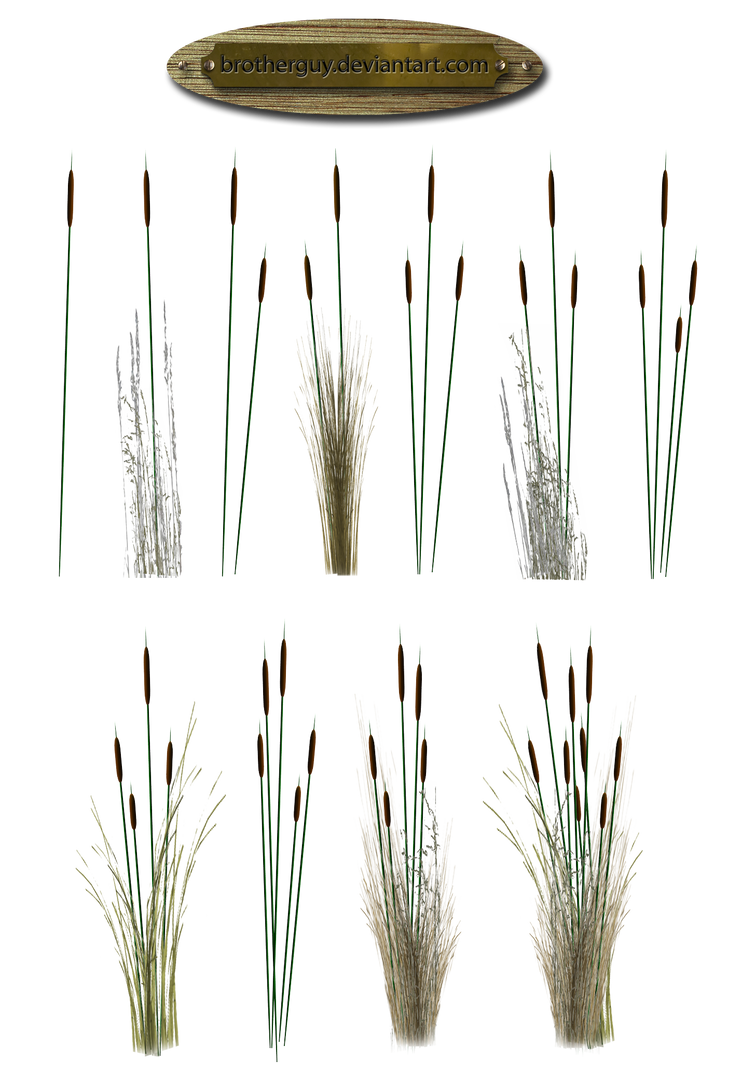 Warped Reeds Reeds01_by_brotherguy by BrotherGuy on DeviantArt