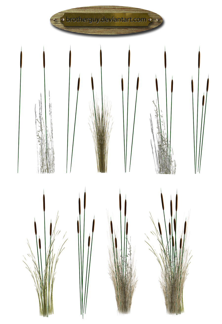Reeds01_by_brotherguy by BrotherGuy on DeviantArt