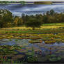 Country pond