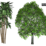 Some PNG Trees3 by brotherguy