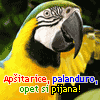 Apsitarice, palanduro