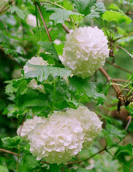 White Flowers