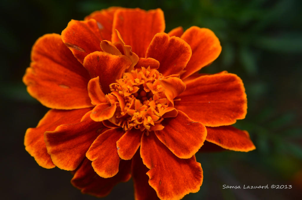 Orange blossom