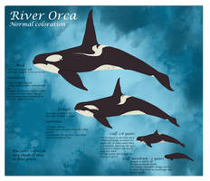 Riverorca Basics