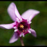 Tiny Pink Propeller