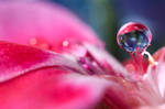 Dignified Droplet by Jenni77