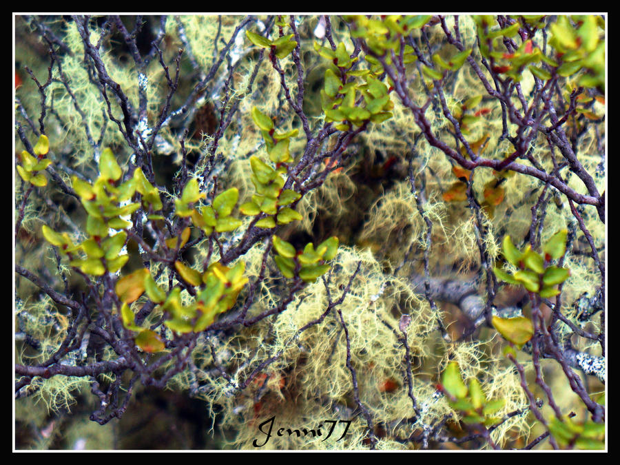 Multifarious by Jenni77 on DeviantArt