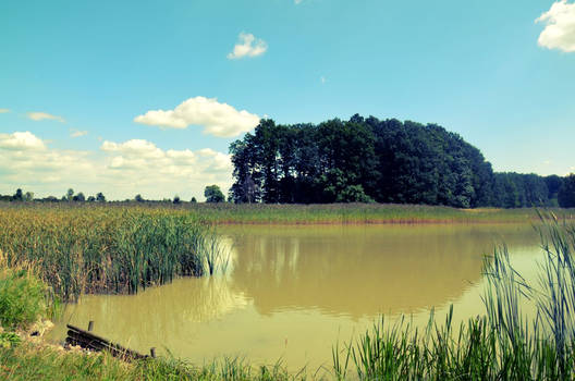 pond in forest