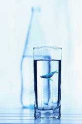 whale in a glass