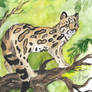 Margay