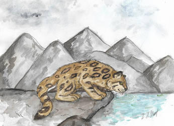 Andean mountain cat