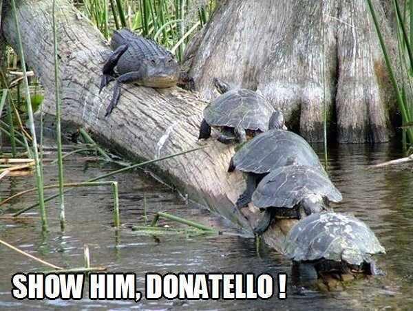 Show Him Donatello