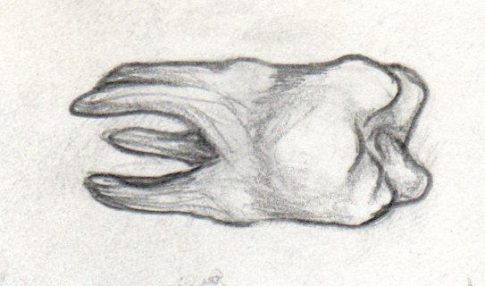 Fangs Shape Tooth Deviantart Tooth by JegSubDuv on DeviantArt