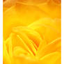 Yellow Rose II