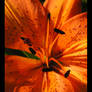 Tiger Lily