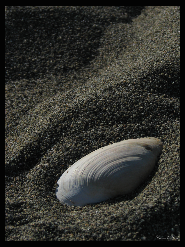 Secluded Shell