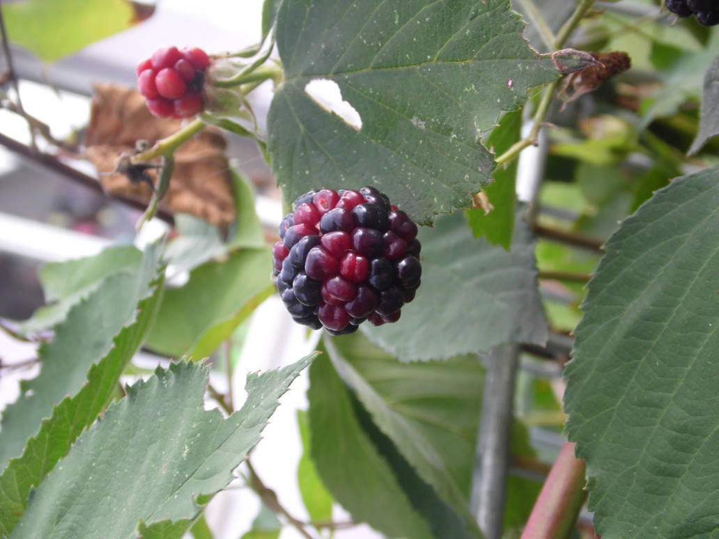 Half Black half Raspberry by EustassCaptainKid on DeviantArt