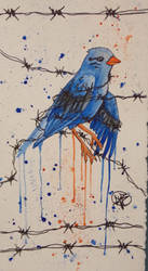 Barbed Wire Blue Bird
