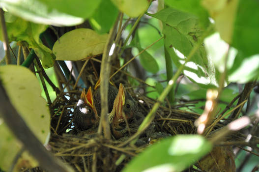 Nest