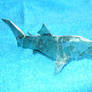 Paper Blue Shark-Tiburon azul