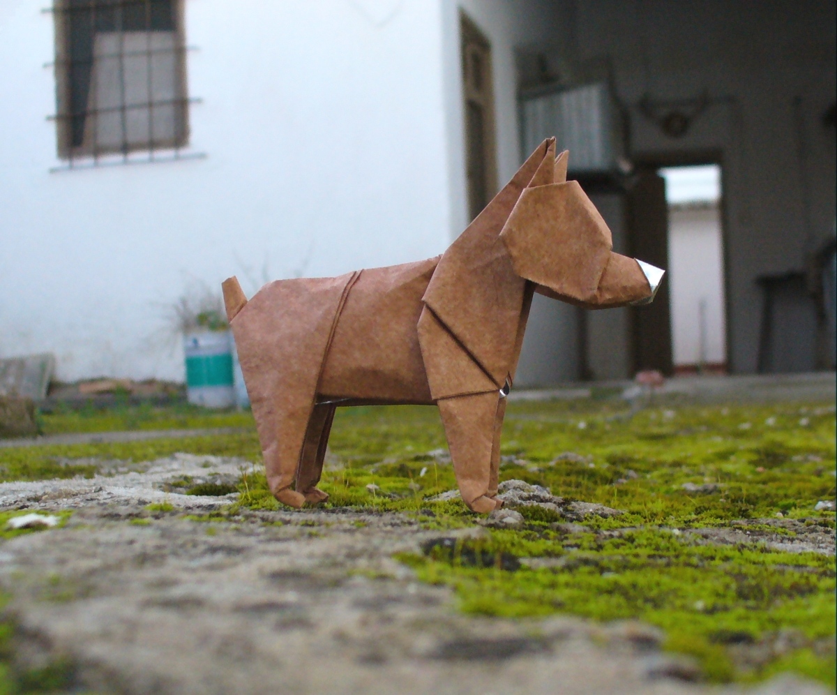 Perro rabon - Tailless dog by Figuer