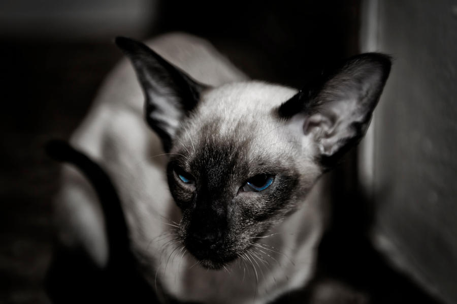 Siamese Eyes