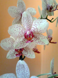 Orchid #