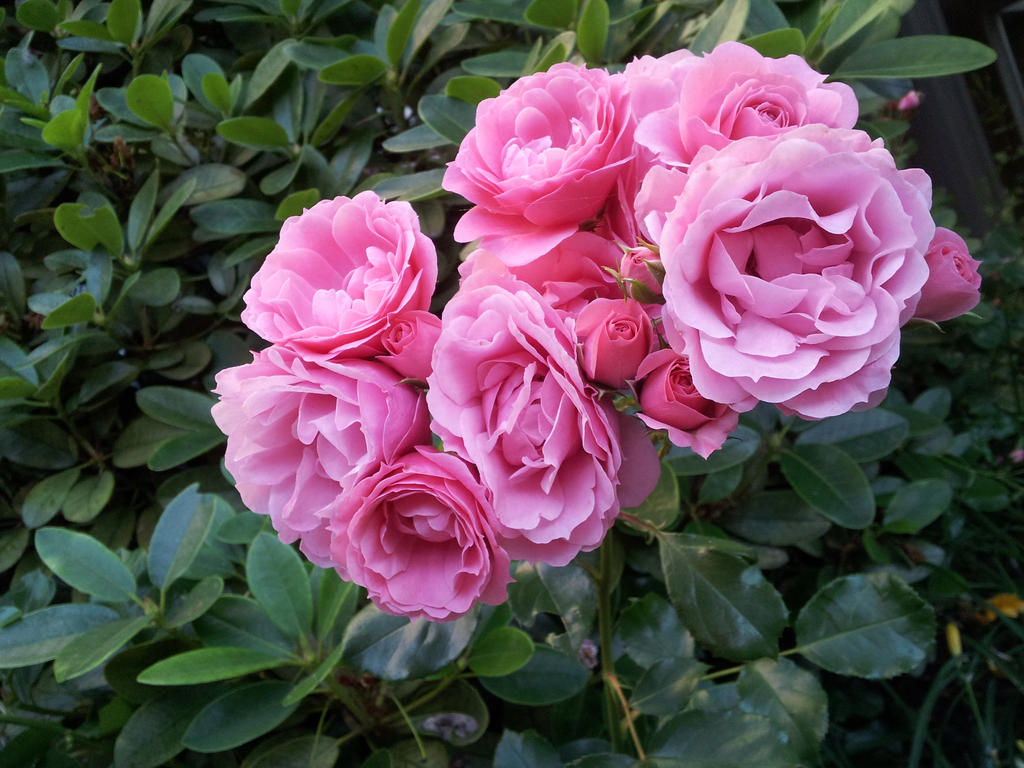 Pink Rose Clump 2