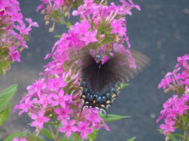 Blurry Wings Butterfly