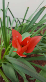 Red tulip