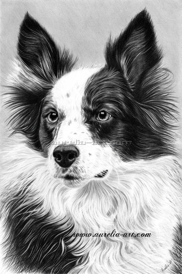 Dog Portrait 02