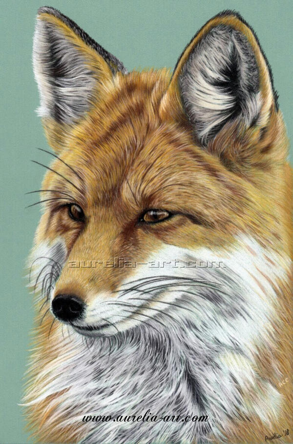 Fox Portrait 01