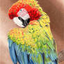 Parrot 01