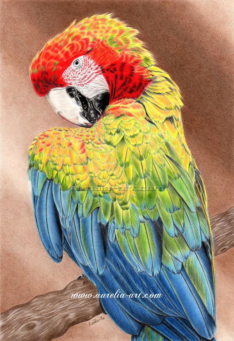 Parrot 01