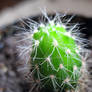 prickly...