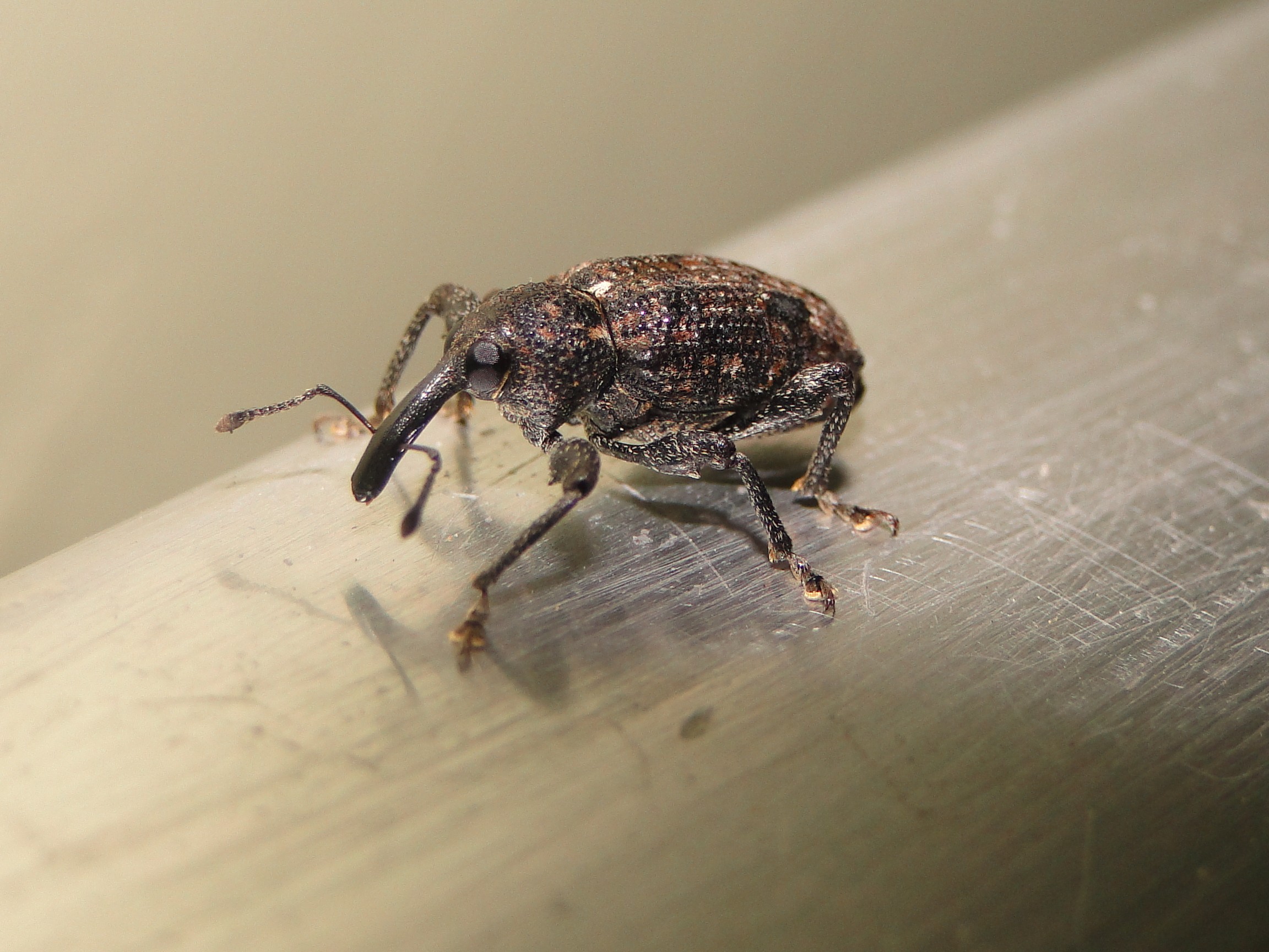 Weevil