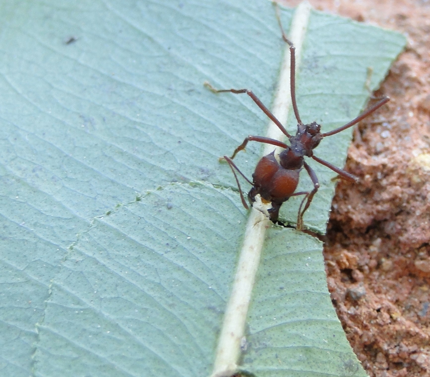 Ant cutting leaf