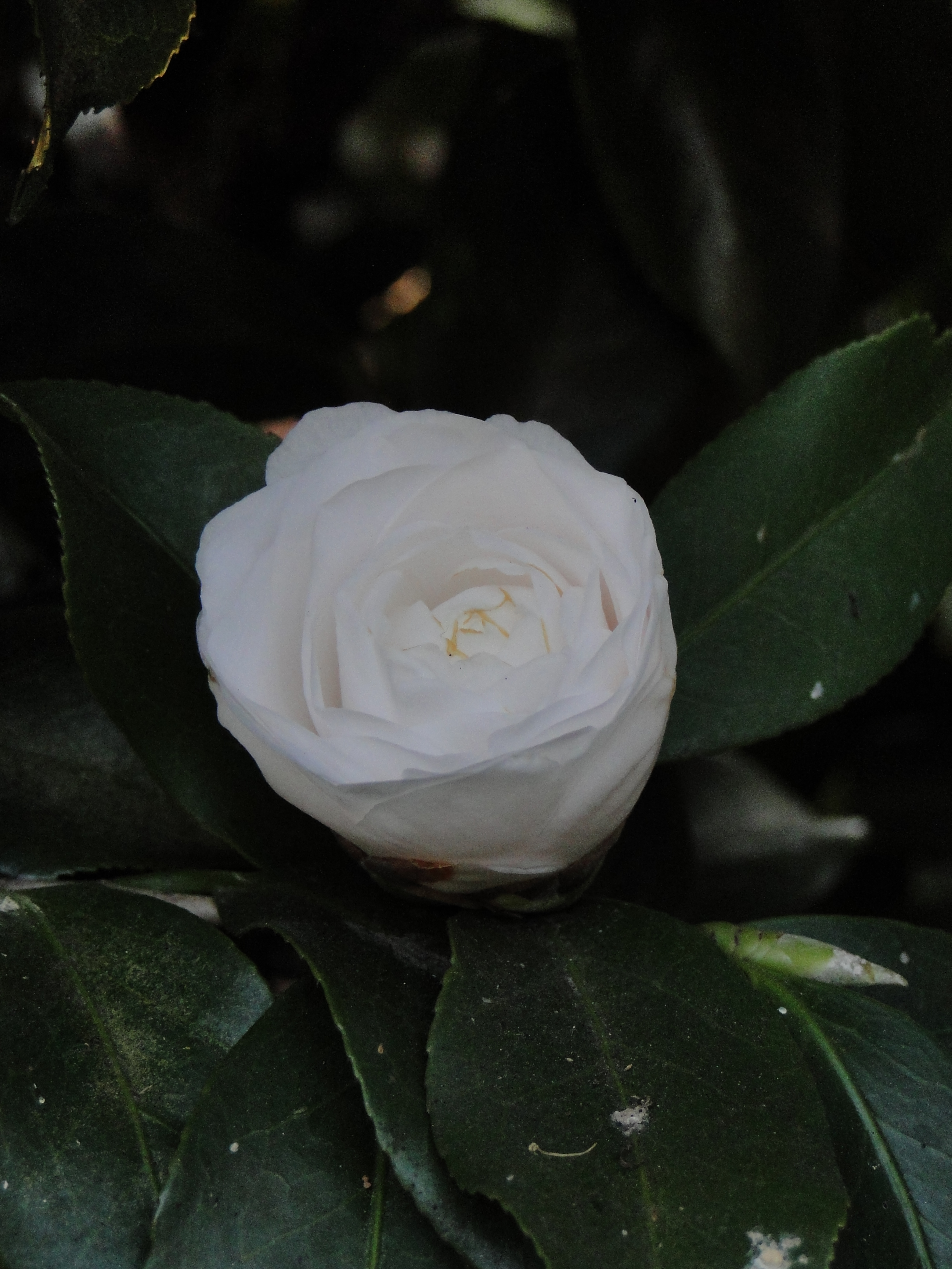 White flower