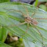 Spider on a leaf