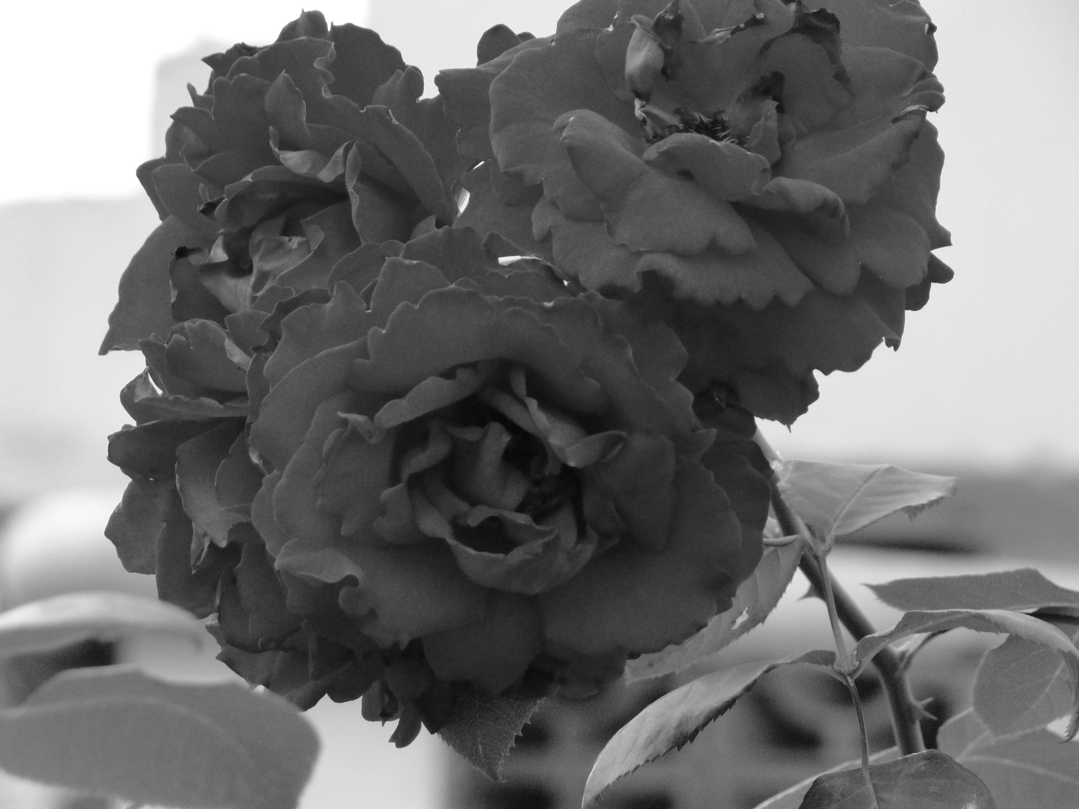 Roses B-W