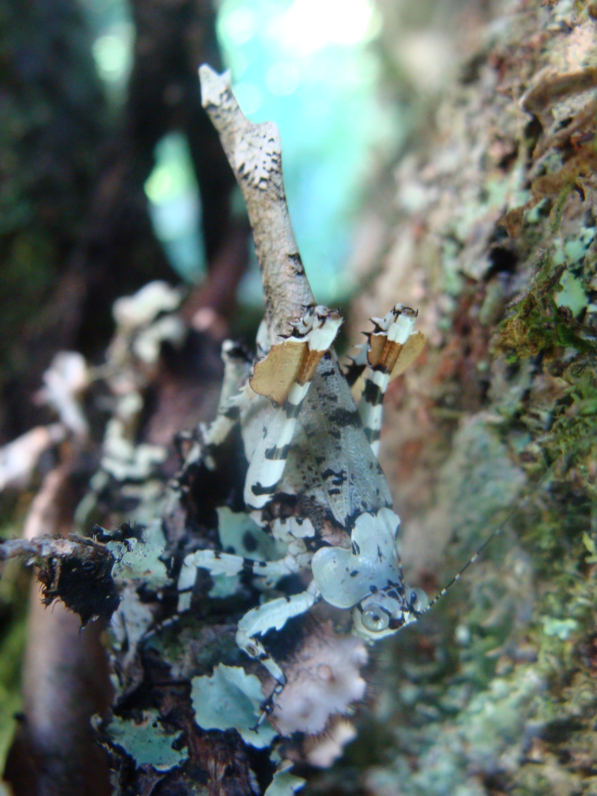 Lichen-like grasshopper